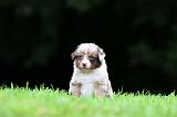 BERGER AUSTRALIEN PUPPIES 820